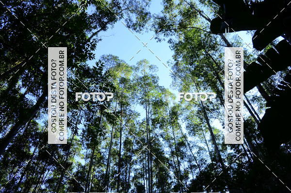 Buy your photos of the eventCORRIDA DOS EUCALIPTOS 2018 on Fotop