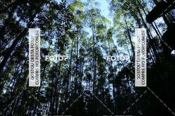 Buy your photos of the eventCORRIDA DOS EUCALIPTOS 2018 on Fotop