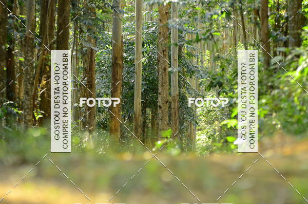 Buy your photos of the eventCORRIDA DOS EUCALIPTOS 2018 on Fotop