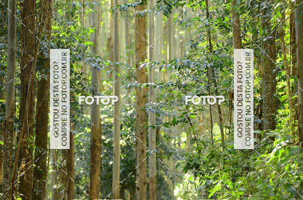 Buy your photos of the eventCORRIDA DOS EUCALIPTOS 2018 on Fotop