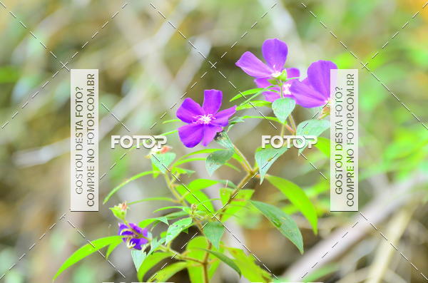 Buy your photos of the eventCORRIDA DOS EUCALIPTOS 2018 on Fotop