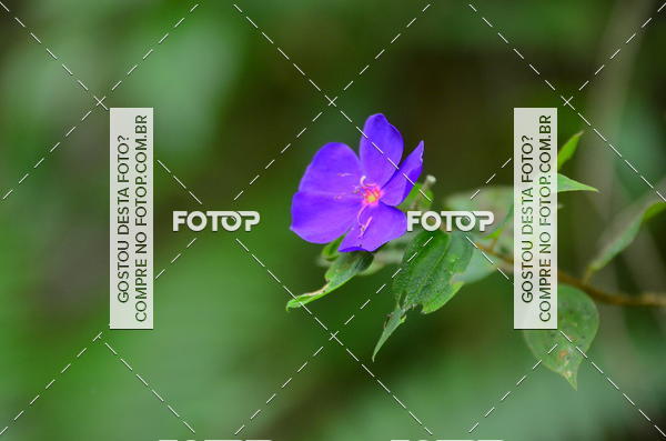 Buy your photos of the eventCORRIDA DOS EUCALIPTOS 2018 on Fotop