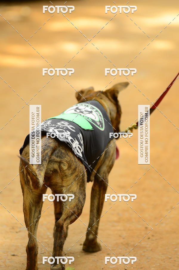 Buy your photos of the eventCORRIDA DOS EUCALIPTOS 2018 on Fotop