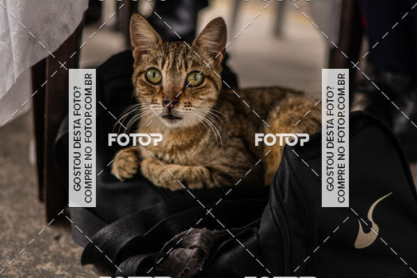 Buy your photos of the eventOpen Meriti de Muay Thai on Fotop