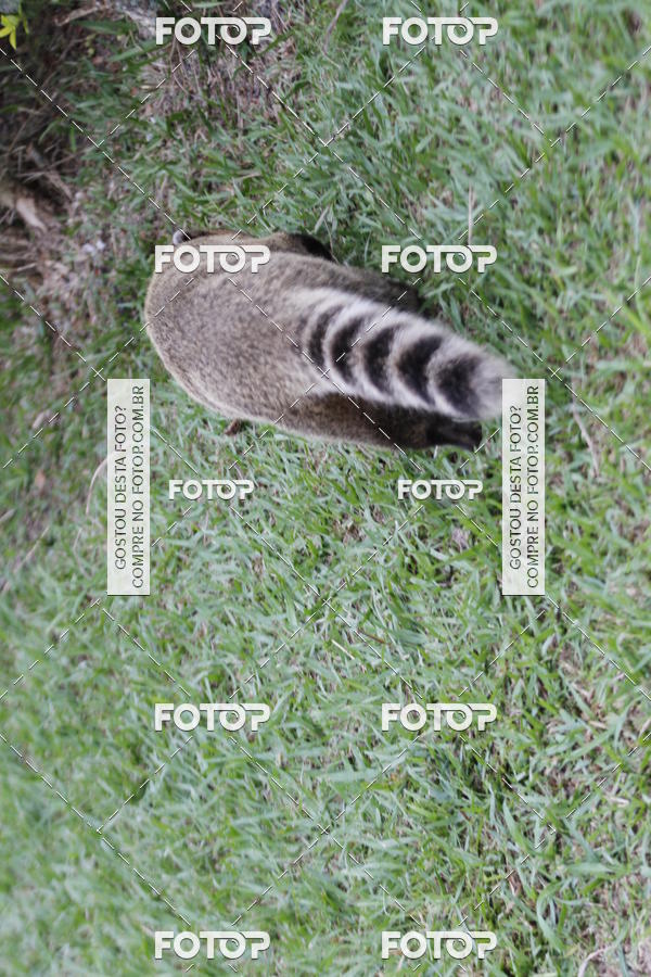 Buy your photos of the eventCorrida do Bem 2018- So Paulo on Fotop