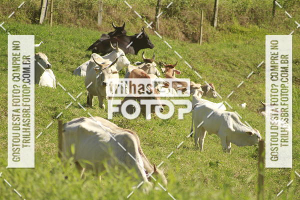Buy your photos of the event7 VOLTA DO PINHEIRAL on Fotop