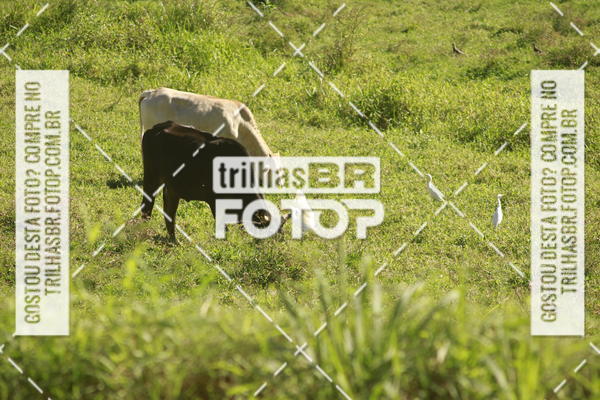 Buy your photos of the event7 VOLTA DO PINHEIRAL on Fotop