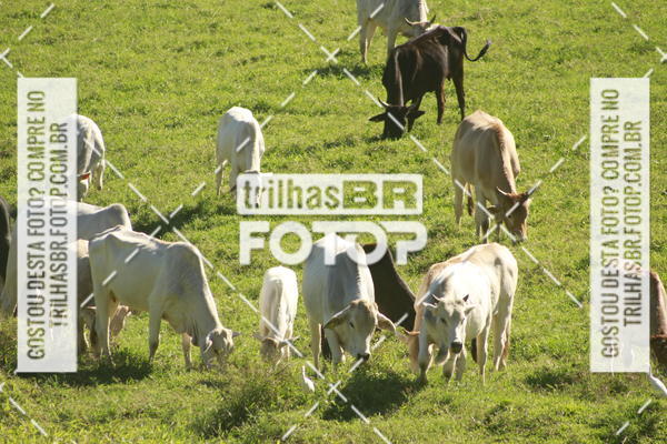 Buy your photos of the event7 VOLTA DO PINHEIRAL on Fotop