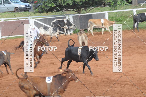 Buy your photos of the eventCAMPEONATO ACC TEAM PENNING SEGUNDA ETAPA on Fotop