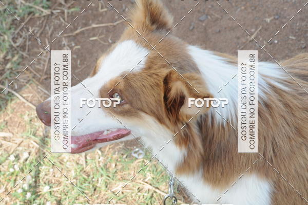 Buy your photos of the eventCAMPEONATO ACC 3 TAMBORES on Fotop