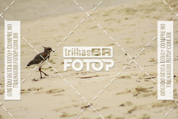 Buy your photos of the eventCircuito Trail Run Praias - Etapa Daniela on Fotop