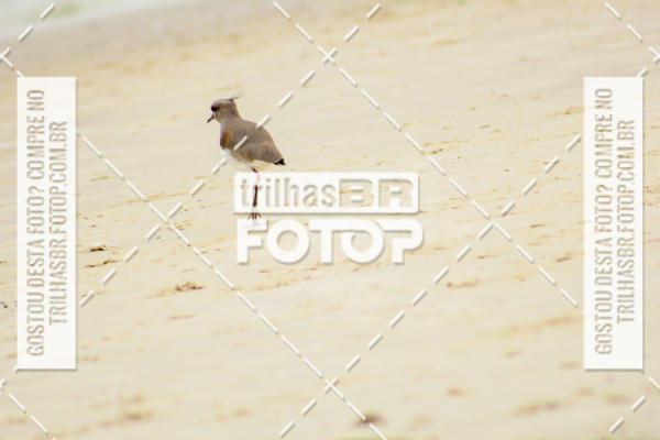 Buy your photos of the eventCircuito Trail Run Praias - Etapa Daniela on Fotop