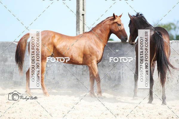 Acquista le foto dell'eventoPARQUE DIVINA LUZ in Fotop