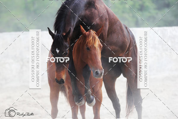 Acquista le foto dell'eventoPARQUE DIVINA LUZ in Fotop