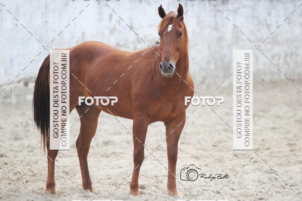 Acquista le foto dell'eventoPARQUE DIVINA LUZ in Fotop