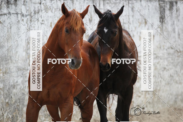 Acquista le foto dell'eventoPARQUE DIVINA LUZ in Fotop