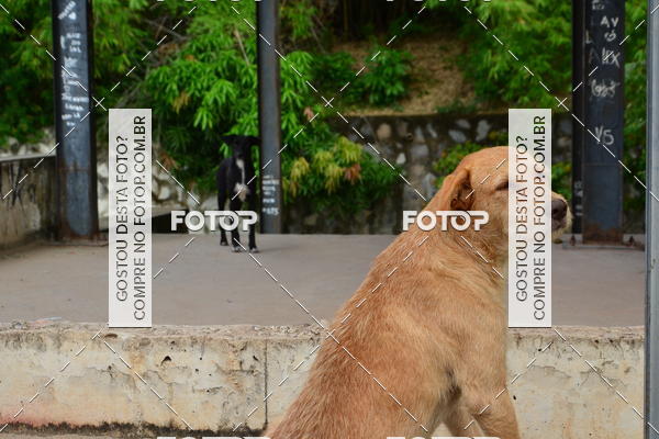 Buy your photos of the eventVII CICORRE -  Parque da Macaxeira - Recife on Fotop