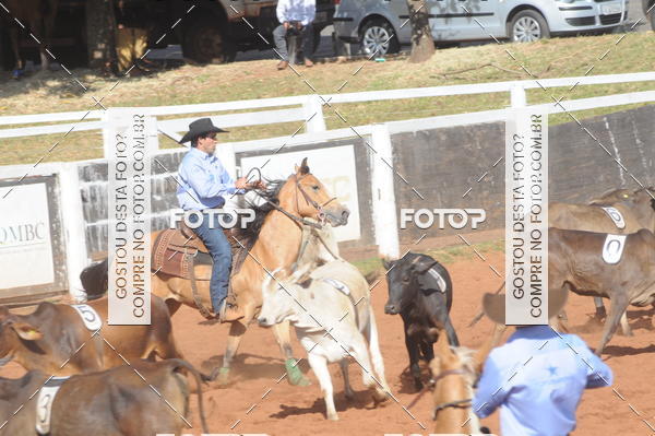Buy your photos of the eventTEAM PENNING  GRANDE FINAL CAMARU on Fotop