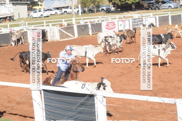 Buy your photos of the eventTEAM PENNING  GRANDE FINAL CAMARU on Fotop