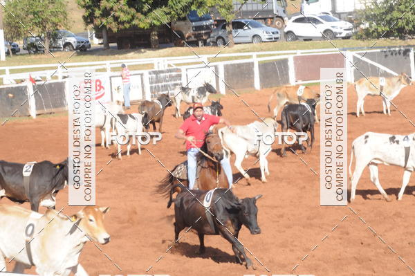 Buy your photos of the eventTEAM PENNING  GRANDE FINAL CAMARU on Fotop