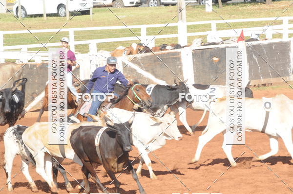 Buy your photos of the eventTEAM PENNING  GRANDE FINAL CAMARU on Fotop