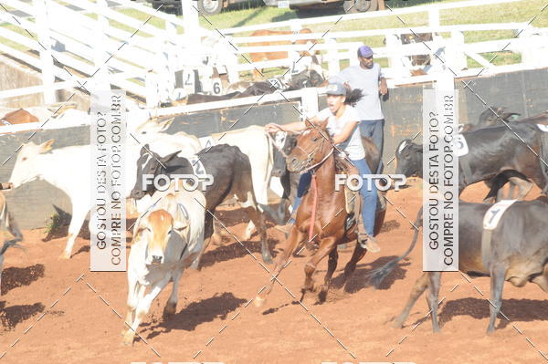 Buy your photos of the eventTEAM PENNING  GRANDE FINAL CAMARU on Fotop