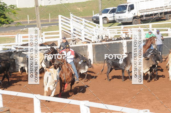 Buy your photos of the eventTEAM PENNING  GRANDE FINAL CAMARU on Fotop
