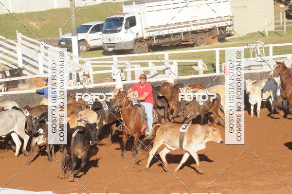 Buy your photos of the eventTEAM PENNING  GRANDE FINAL CAMARU on Fotop