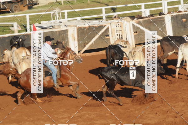 Buy your photos of the eventTEAM PENNING  GRANDE FINAL CAMARU on Fotop