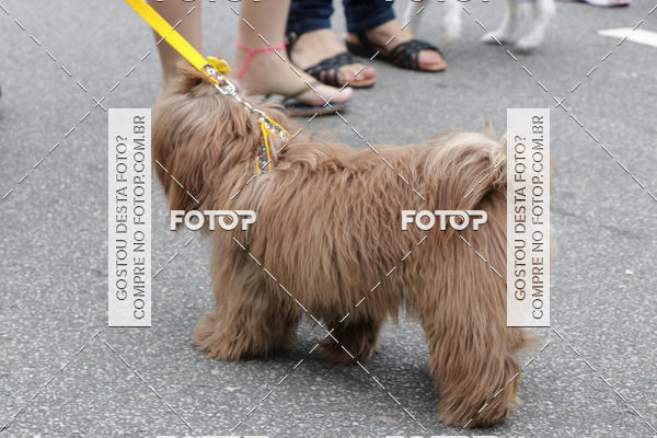 Buy your photos of the event13� C�ominhada - Santos on Fotop