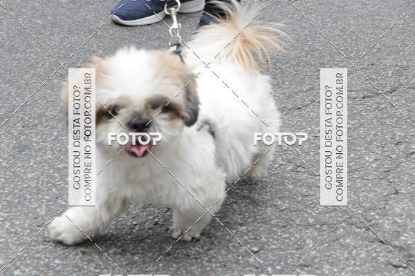 Buy your photos of the event13� C�ominhada - Santos on Fotop