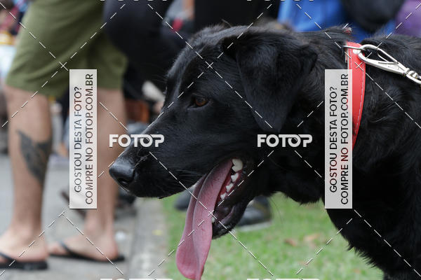 Buy your photos of the event13� C�ominhada - Santos on Fotop