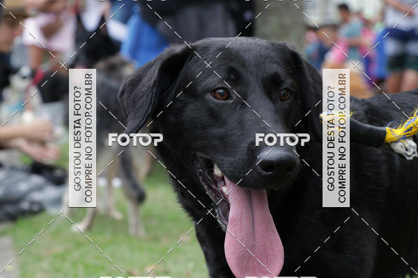 Buy your photos of the event13� C�ominhada - Santos on Fotop
