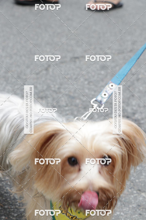 Buy your photos of the event13� C�ominhada - Santos on Fotop