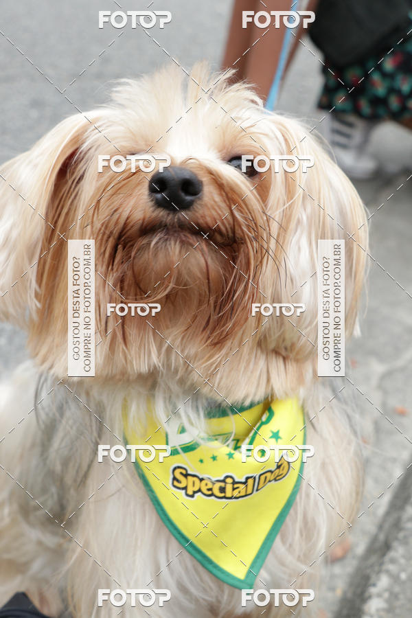 Buy your photos of the event13� C�ominhada - Santos on Fotop