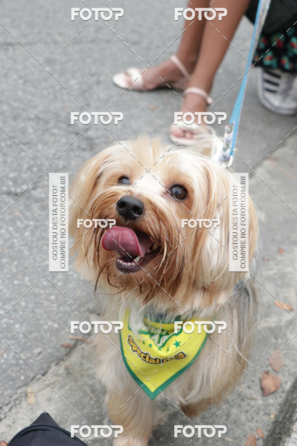 Buy your photos of the event13� C�ominhada - Santos on Fotop