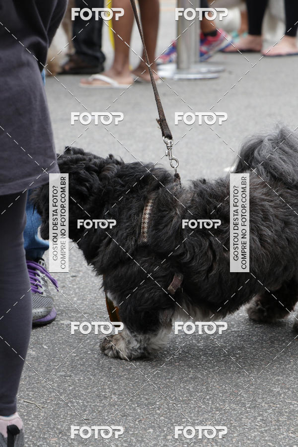 Buy your photos of the event13� C�ominhada - Santos on Fotop