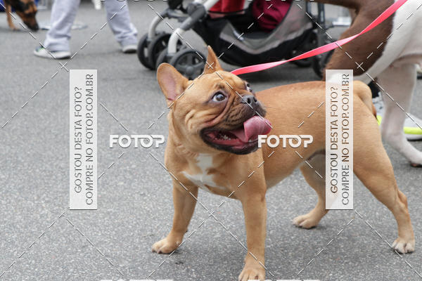 Buy your photos of the event13� C�ominhada - Santos on Fotop