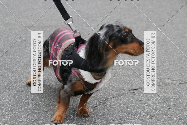 Buy your photos of the event13� C�ominhada - Santos on Fotop