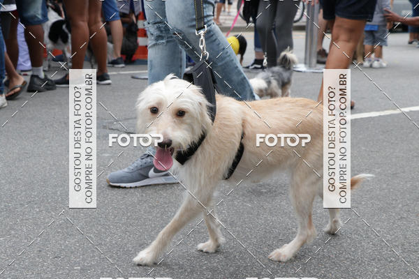 Buy your photos of the event13� C�ominhada - Santos on Fotop