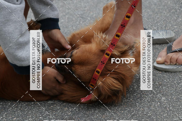 Buy your photos of the event13� C�ominhada - Santos on Fotop