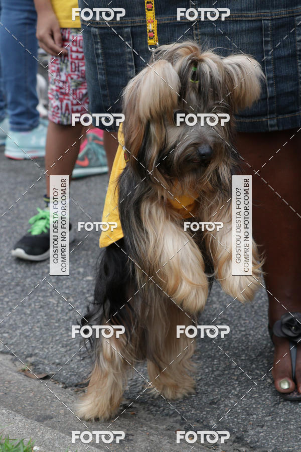 Buy your photos of the event13� C�ominhada - Santos on Fotop