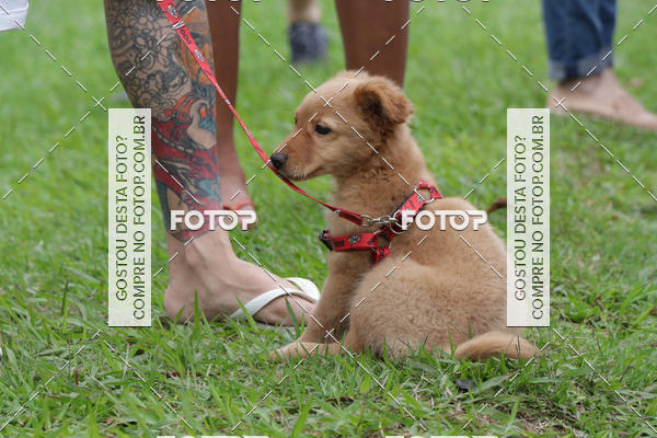 Buy your photos of the event13� C�ominhada - Santos on Fotop