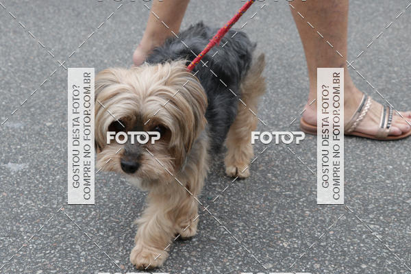 Buy your photos of the event13� C�ominhada - Santos on Fotop