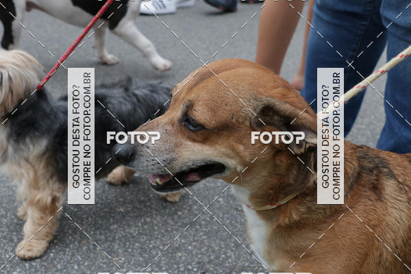 Buy your photos of the event13� C�ominhada - Santos on Fotop