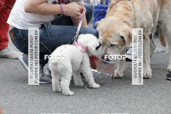 Buy your photos of the event13� C�ominhada - Santos on Fotop