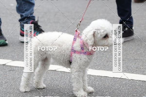 Buy your photos of the event13� C�ominhada - Santos on Fotop