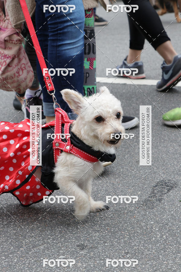 Buy your photos of the event13� C�ominhada - Santos on Fotop