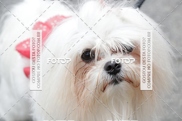 Buy your photos of the event13� C�ominhada - Santos on Fotop