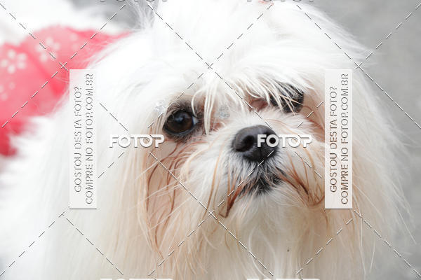 Buy your photos of the event13� C�ominhada - Santos on Fotop